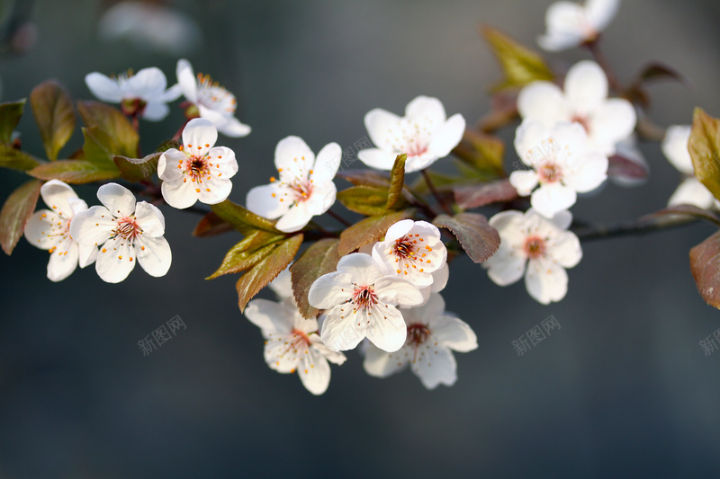 春来花香迎面jpg设计背景_新图网 https://ixintu.com 摄影 春季 粉色 花香