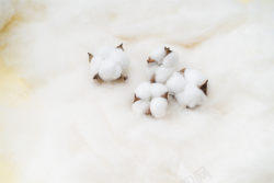 三生花系列白棉花摆拍图系列二高清图片