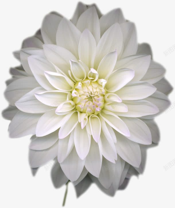 白色花朵药物装饰png免抠素材_新图网 https://ixintu.com 白色 花朵 药物 装饰