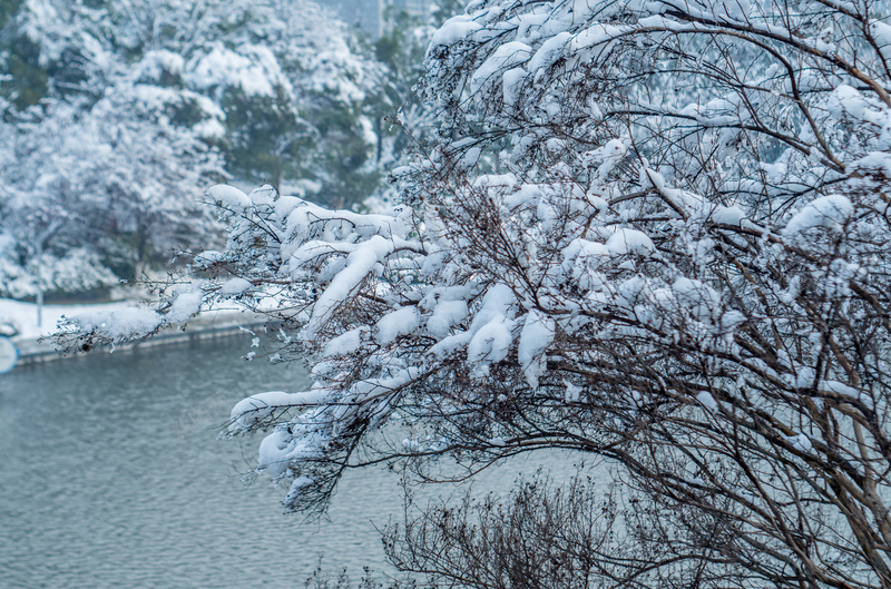 冬季雪压树弯腰jpg设计背景_新图网 https://ixintu.com 冬季 树 水 雪