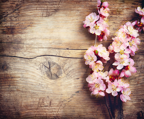 花卉复古木纹背景图背景