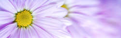 紫罗兰摄影美丽的花儿摄影高清图片