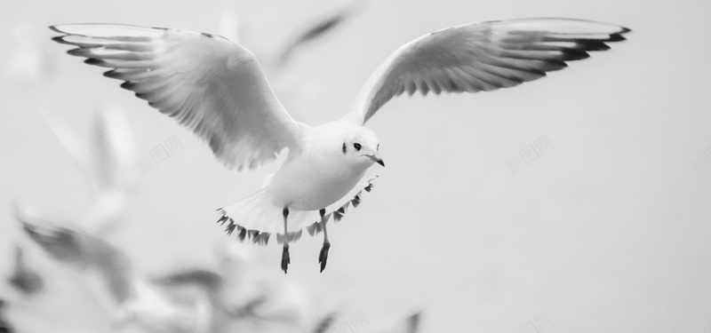 准备着陆的海鸥图片jpg设计背景_新图网 https://ixintu.com 海鸥 海滩 瑞士 湖 着陆 飞行鸟 白冬天 海报banner 摄影 风景