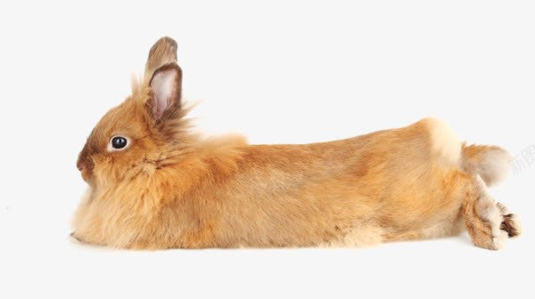 趴着的兔子png免抠素材_新图网 https://ixintu.com 动物 毛发 趴着的兔子 黄色