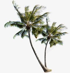 夏日海报树木椰子树素材