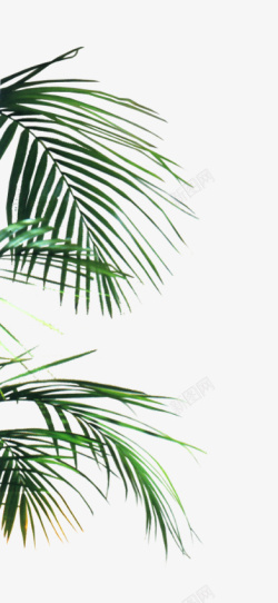 树脂摆件树叶细长的热带植物的部分高清图片