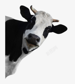 动物牛角色可爱的小奶牛39高清图片