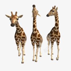 转头的长颈鹿三只长颈鹿高清图片