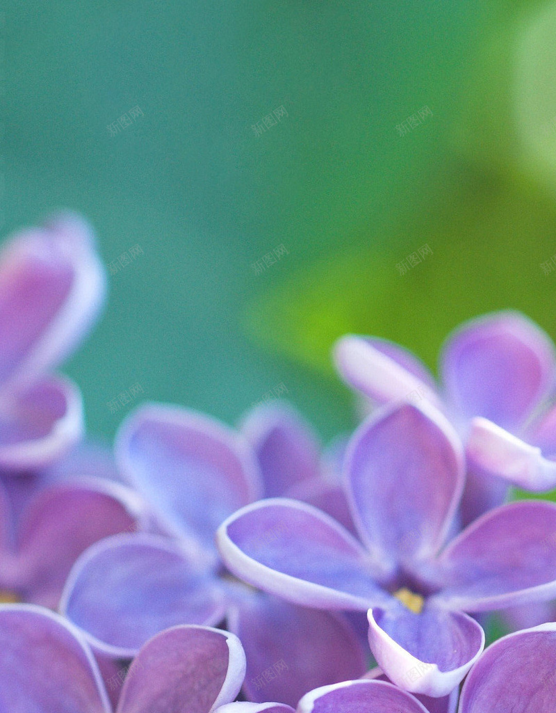 紫色丁香花背景jpg设计背景_新图网 https://ixintu.com 紫色 丁香花 背景 花 花朵 花卉 摄影 风景