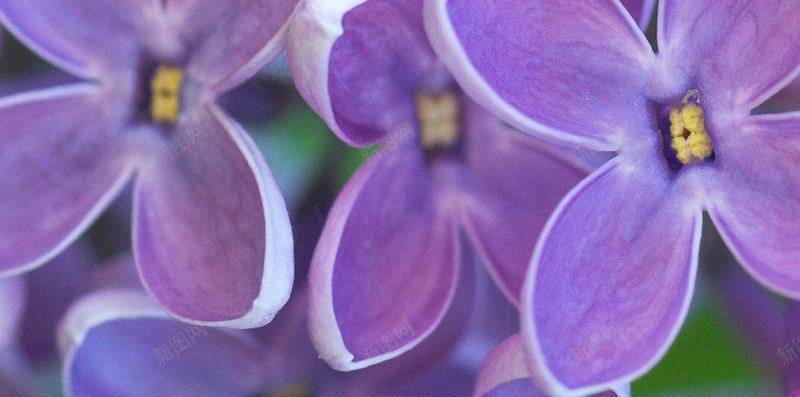 紫色丁香花背景jpg设计背景_新图网 https://ixintu.com 紫色 丁香花 背景 花 花朵 花卉 摄影 风景
