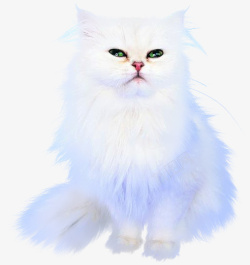 毛茸茸的的猫咪可爱的一只猫高清图片