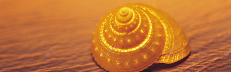 金色海螺背景背景