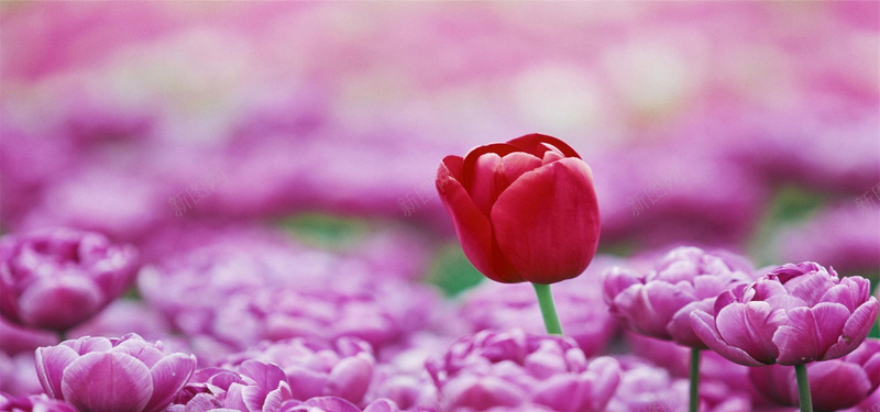 鲜艳的花朵背景图jpg设计背景_新图网 https://ixintu.com 摄影 简约 浪漫 花 红色 粉红 自然 海报banner 风景