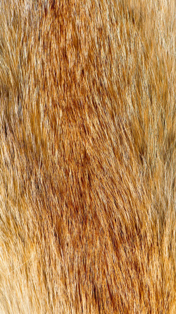 压纹皮革金黄色动物毛皮H5素材背景高清图片