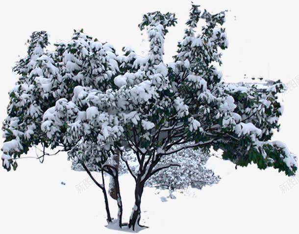 冬日创意树木景观png免抠素材_新图网 https://ixintu.com 冬日 创意 景观 树木