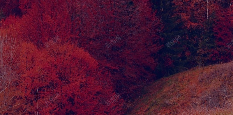 连绵山间的枫叶林H5背景jpg设计背景_新图网 https://ixintu.com 山脉 枫叶林 秋日森林 红色 背景 自然风景