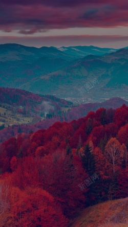 秋日森林连绵山间的枫叶林H5背景高清图片