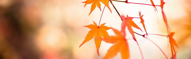秋天摄影枫叶唯美背景背景