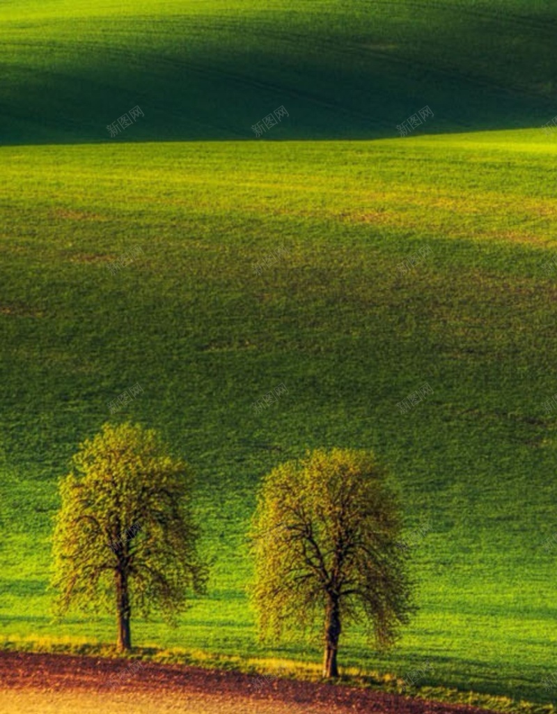 风景绿草树黄光H5背景素材jpg设计背景_新图网 https://ixintu.com 风景 绿草 树 黄光 风景素材 H5 摄影