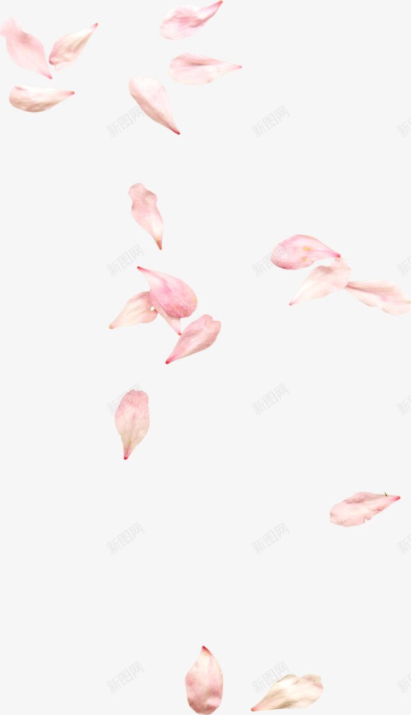 白色花瓣花朵植物花瓣png免抠素材_新图网 https://ixintu.com 植物 白色 花朵 花瓣