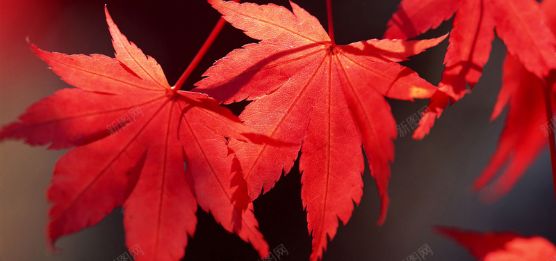 冬女装红色背景秋季枫叶背景摄影图片