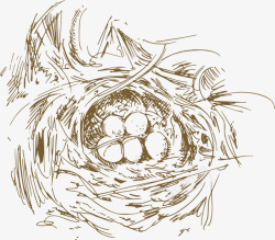 杂乱鸟窝素描白色鸟蛋高清图片