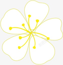 白色黄心花朵素材