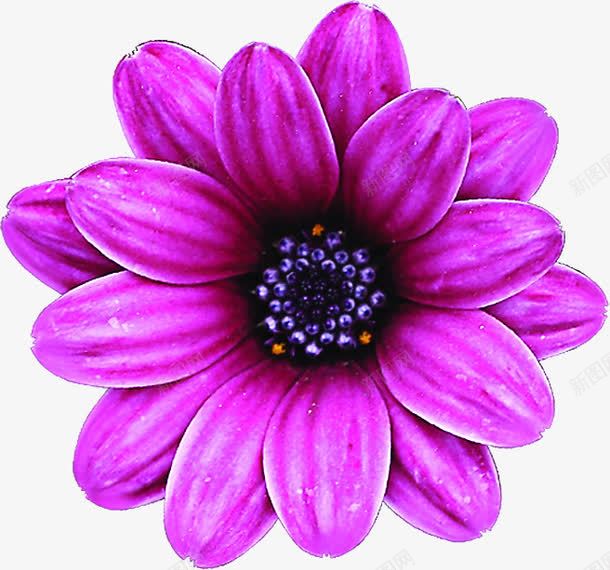 紫色唯美鲜花花朵完美png免抠素材_新图网 https://ixintu.com 完美 紫色 花朵 鲜花