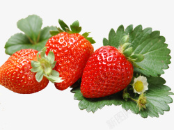 实物草莓素材