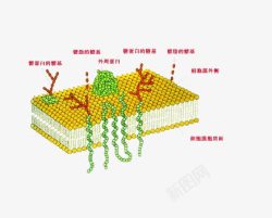 高中生物高中生物细胞蛋白质图高清图片