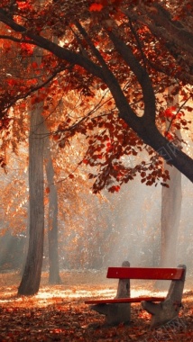 风景阳光红叶树H5背景素材背景