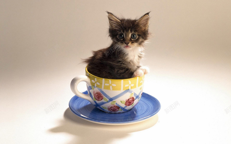 杯子猫创意背景jpg设计背景_新图网 https://ixintu.com 创意 摄影 杯子 风景 猫