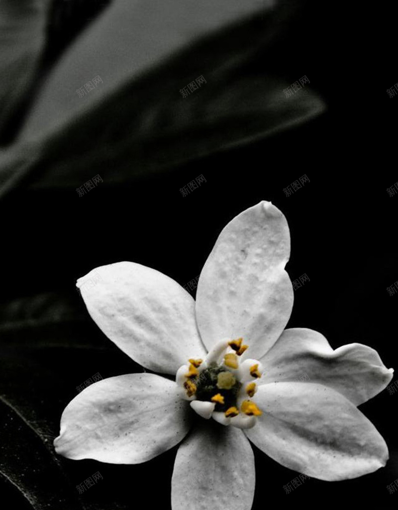 唯美意境花朵H5背景jpg设计背景_新图网 https://ixintu.com 植物 花朵 黑暗 意境 唯美 H5背景 H5 h5 摄影 风景