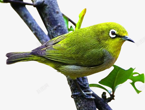 枝桠上的小鸟png免抠素材_新图网 https://ixintu.com 小鸟 枝桠上的小鸟 树上的鸟 站在树枝上的鸟