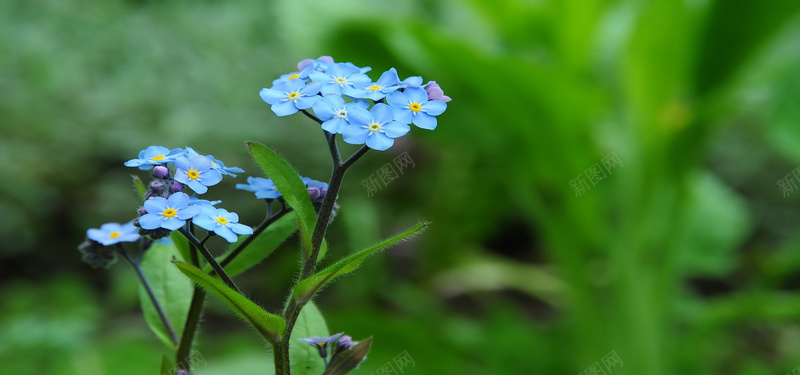 淘宝背景图jpg设计背景_新图网 https://ixintu.com 勿忘我 摄影 小清新 海报banner 风景