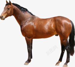 小马匹动物骏马抠图高清图片