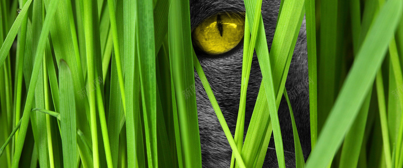 猫咪背景jpg设计背景_新图网 https://ixintu.com 猫咪 眼睛 眼神 绿草 海报banner 摄影 风景