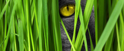 眼神海报猫咪背景高清图片