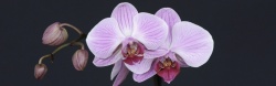 热带性质兰花开花高清图片