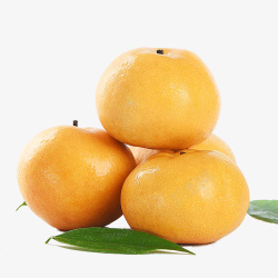 黄皮梨子水果素材