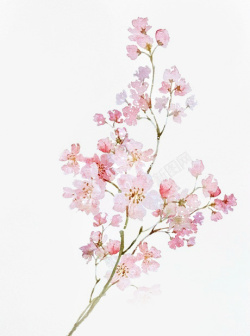 梅花枝手绘手绘花枝古风元素高清图片