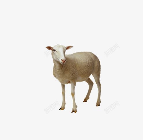 白色的小羊png免抠素材_新图网 https://ixintu.com 动物 家畜 生物 白色的羊 羊 野生动物 饲养