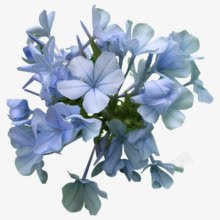 水墨几朵蓝花植物素材