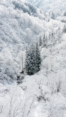 雪中森林H5背景背景