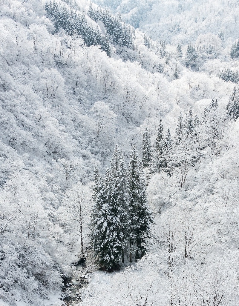 雪中森林h5背景背景图片免费下载 素材m Rmrmczktc 新图网