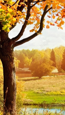 绿色树荫秋天乡村金黄树叶H5背景高清图片