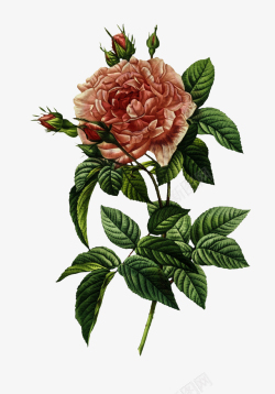 油画质感古典花卉花纹海报7素材