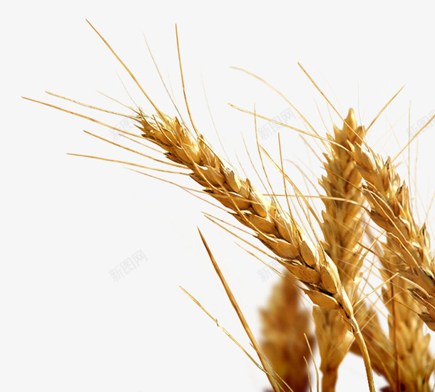 小麦秋季农作物麦子谷物png免抠素材_新图网 https://ixintu.com 农作物 小麦 秋季 谷物 麦子