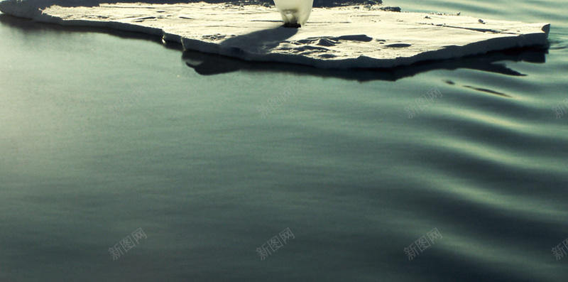 漂浮在海上孤独的企鹅psd设计背景_新图网 https://ixintu.com 企鹅 动物 大洋 大海 漂浮 保护环境 天空 蓝色