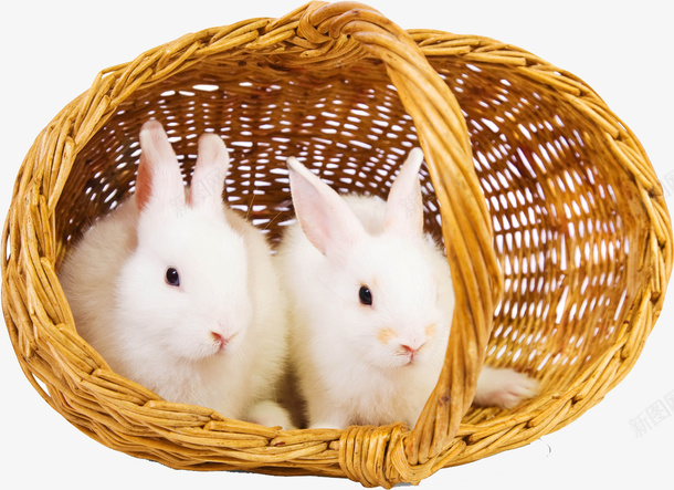 一对可爱的兔子png免抠素材_新图网 https://ixintu.com 两只兔子 动物 可爱 白兔